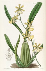 Oncidium citrinum by Miss Drake